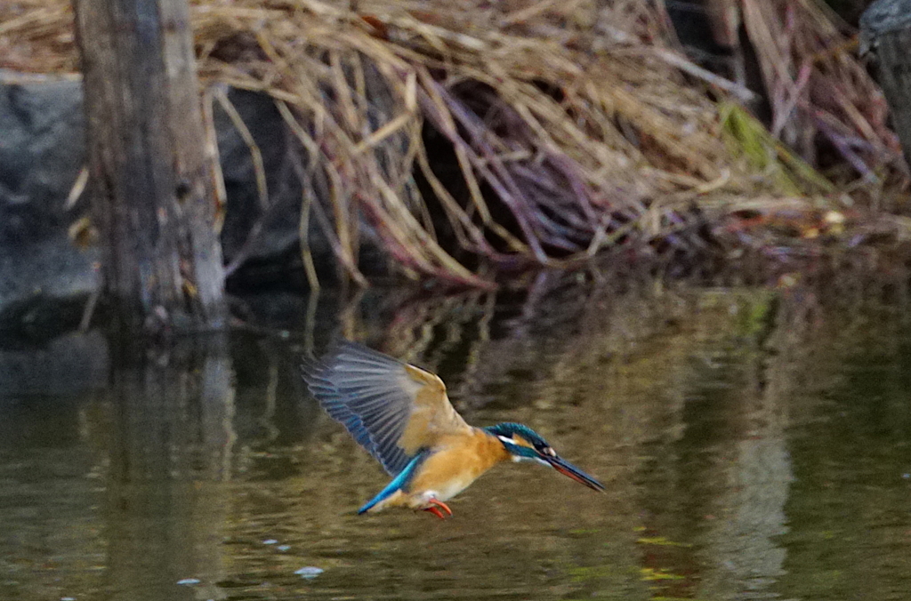 カワセミちゃん