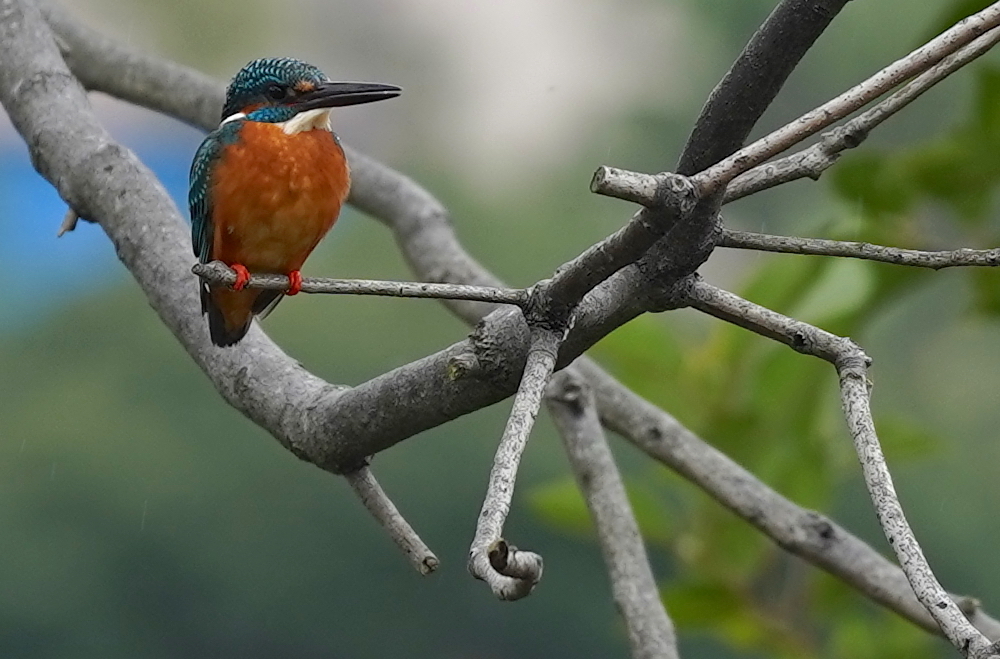 カワセミくん♂　　大阪／吹田千里