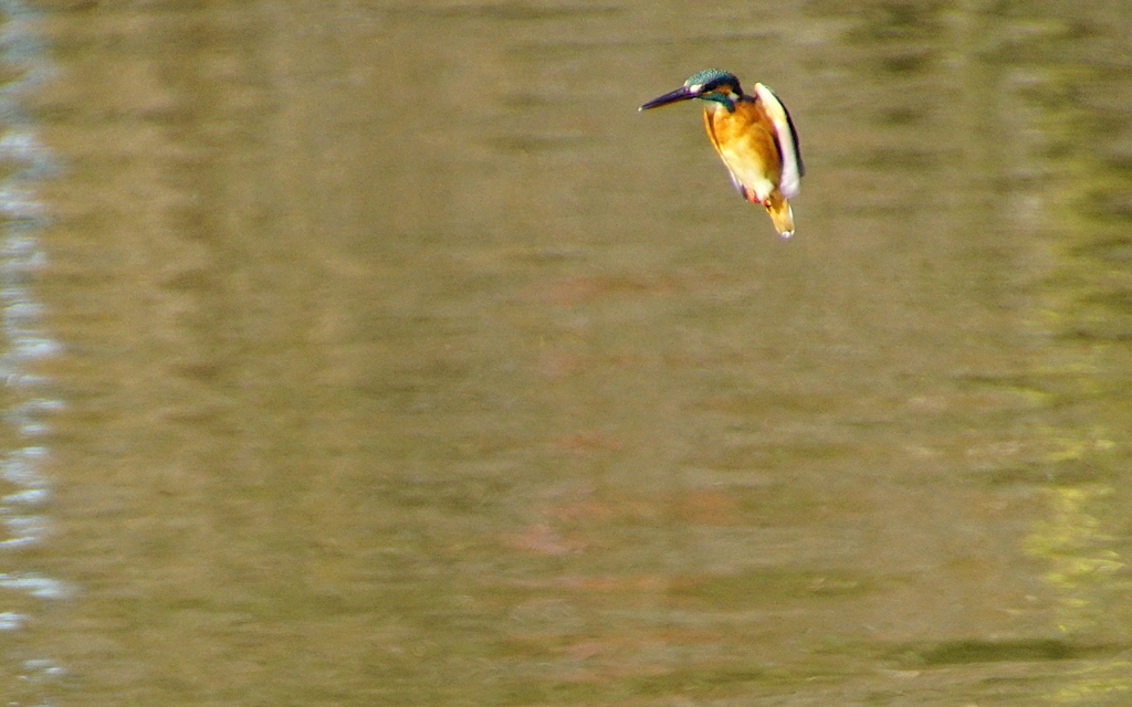 ホバリングなカワセミくん