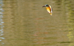 ホバリングなカワセミくん