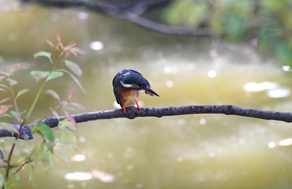 カワセミちゃん（♀）大阪／天王寺