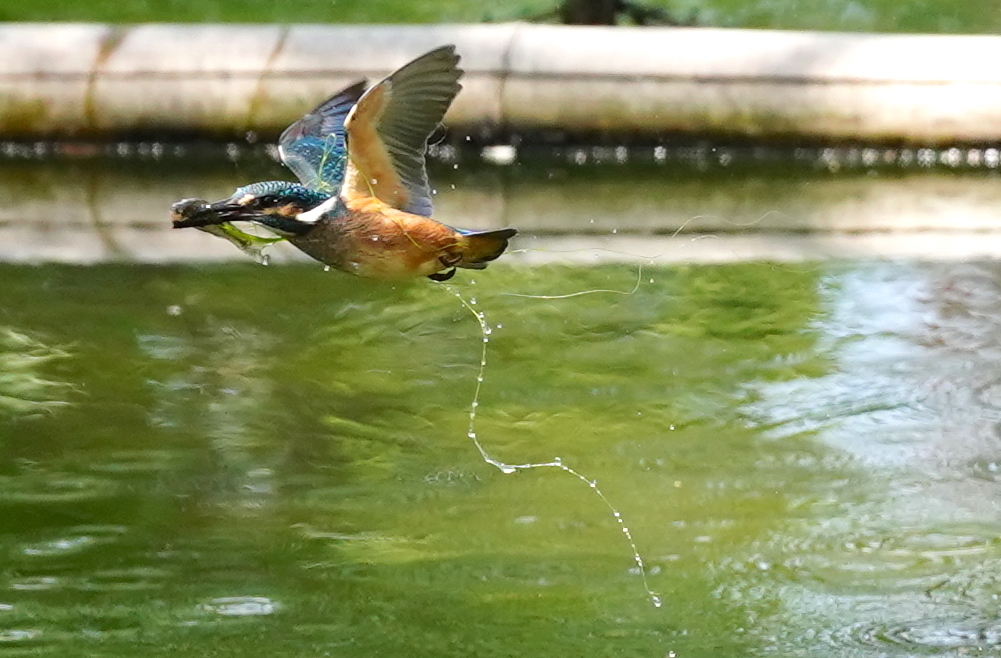 お魚ゲットな藻まみれなカワセミ幼鳥ちゃん