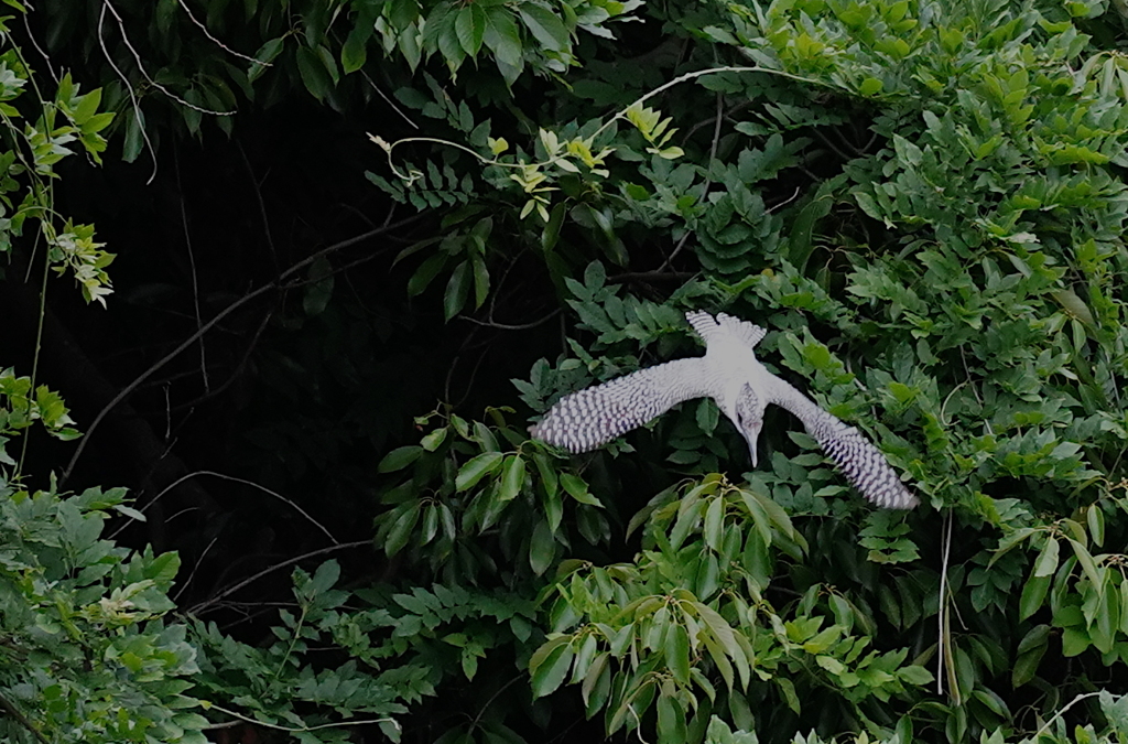 飛ぶヤマセミ　　　榛原／奈良