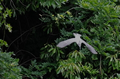 飛ぶヤマセミ　　　榛原／奈良