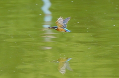 お魚ゲットなカワセミくん