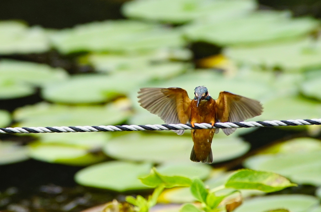 カワセミくん（大阪／千里）
