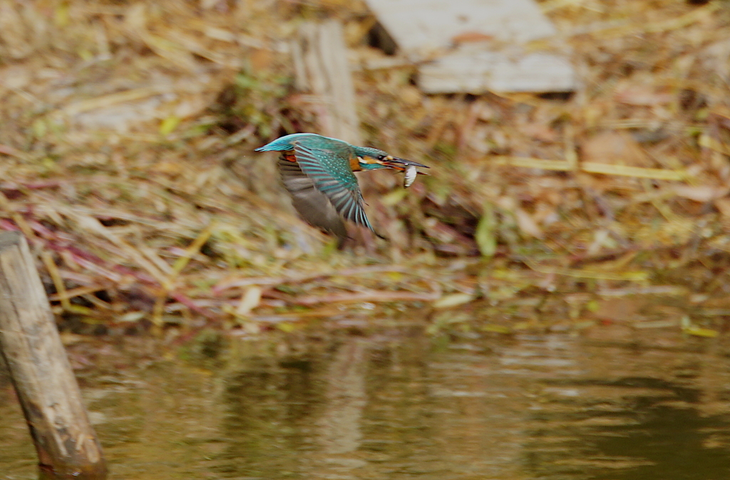 お魚くわえ飛翔なう