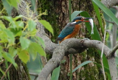 お魚くわえたカワセミちゃん