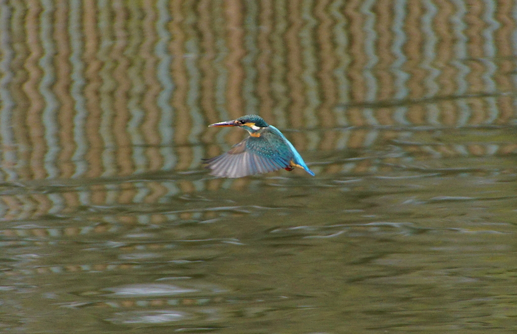 ホバリングなカワセミくん