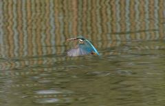 ホバリングなカワセミくん