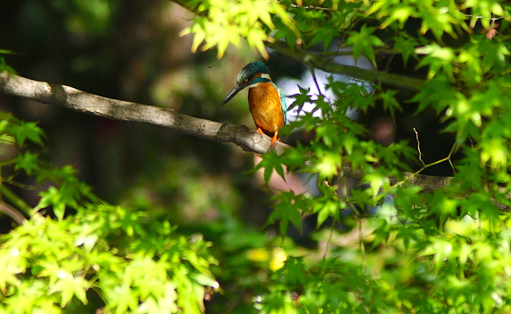 ♂カワセミくん（大阪／鶴見）