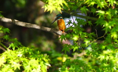 ♂カワセミくん（大阪／鶴見）