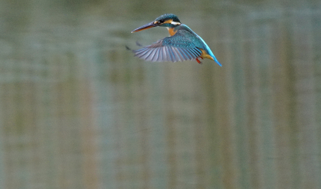 カワセミちゃん（♀）