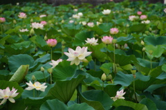 はす池　長居公園（大阪）
