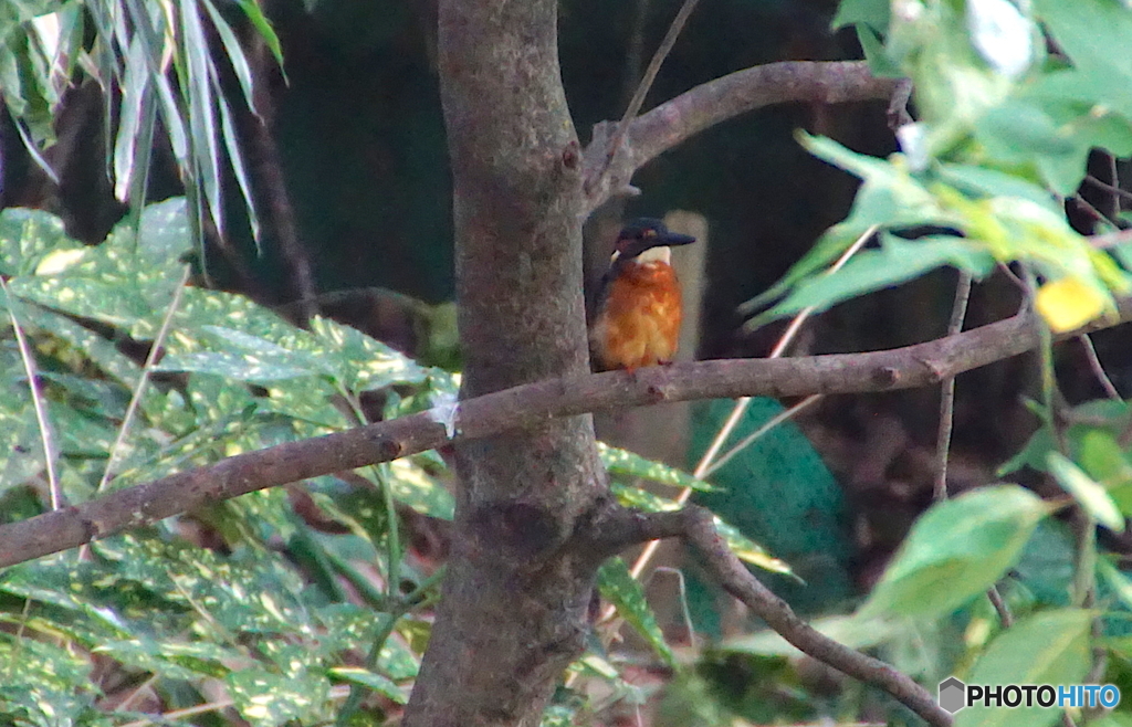 カワセミくん（大阪）
