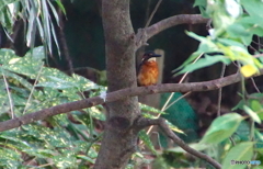 カワセミくん（大阪）