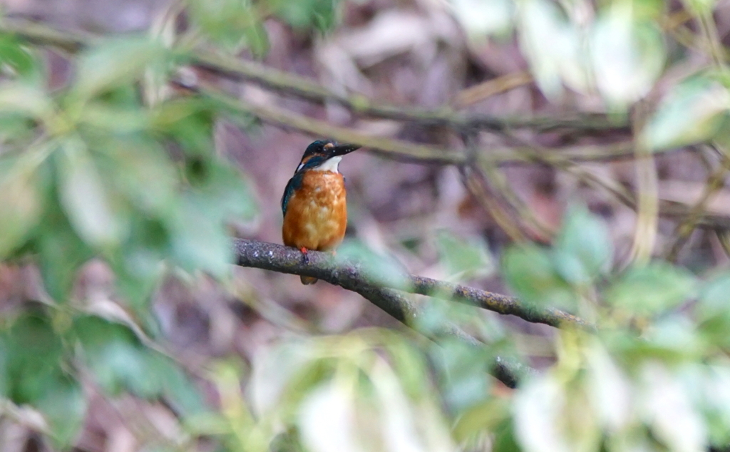 カワセミくん（大阪／天王寺）