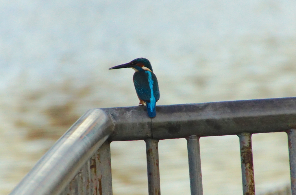カワセミくん（大阪）