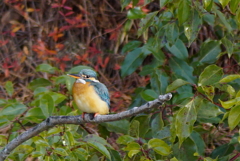 カワセミちゃん