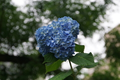 アジサイ（大阪／住吉公園）