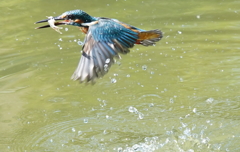 お魚ゲットなカワセミくん　　大阪／吹田千里