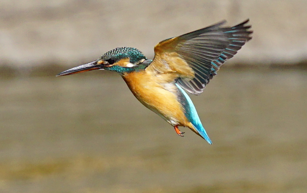空中停止飛行なカワセミちゃん♀