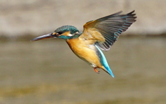 空中停止飛行なカワセミちゃん♀