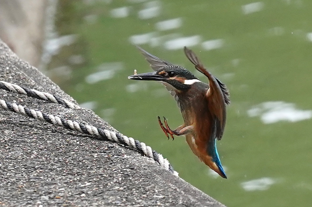 お魚ゲットなカワセミ幼鳥ちゃんでも獲物が小さすぎ(笑)(涙)