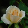 薔薇　プリンセスマサコ