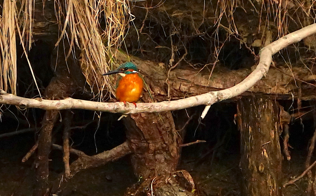 カワセミくん（大阪／城北公園）