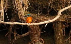 カワセミくん（大阪／城北公園）