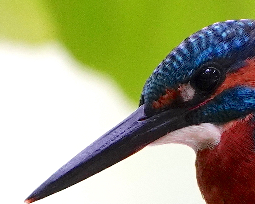 至近距離にカワセミくん♂        大阪／吹田山田