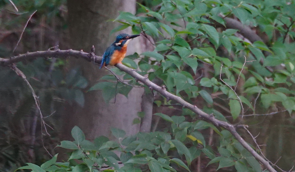 カワセミくん（大阪／千里）
