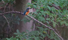カワセミくん（大阪／千里）