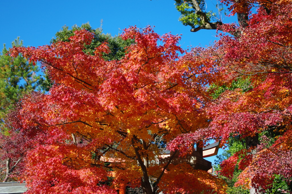 京都　嵐山　天龍寺