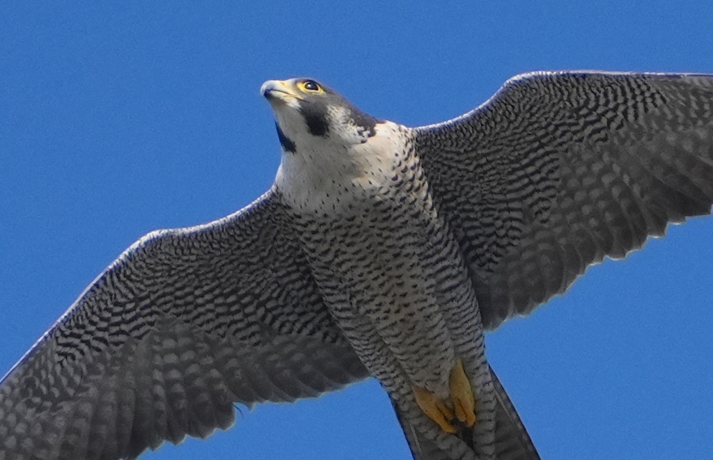 ハヤブサさま通過　　　大阪・八尾