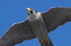 ハヤブサさま通過　　　大阪・八尾