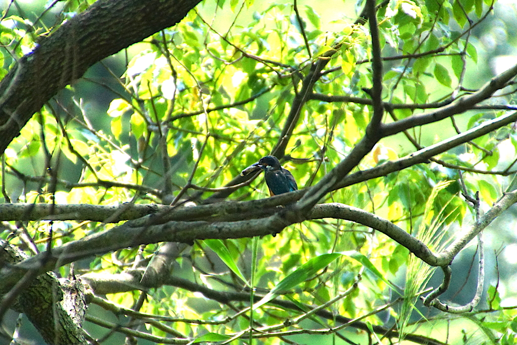 お魚くわえたカワセミくん（大阪／南千里）