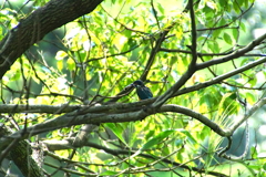 お魚くわえたカワセミくん（大阪／南千里）