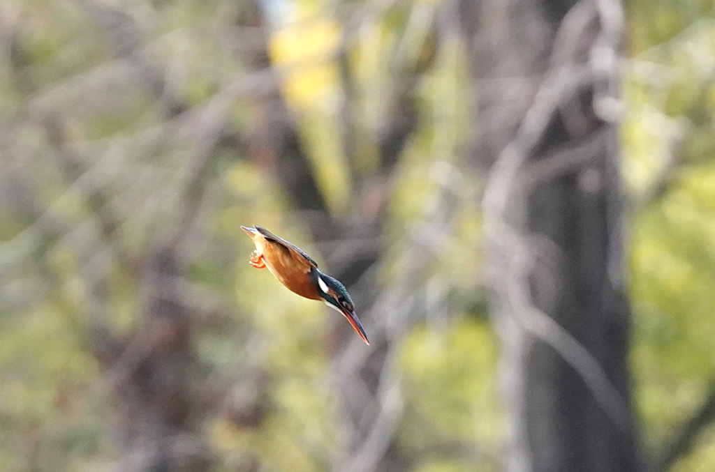 飛び込みへ、、、　　大阪／吹田千里
