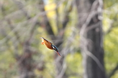 飛び込みへ、、、　　大阪／吹田千里