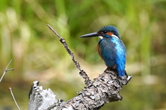 カワセミくん♂ 大阪／千里