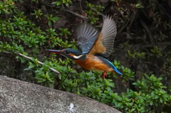 飛行なうなカワセミちゃん