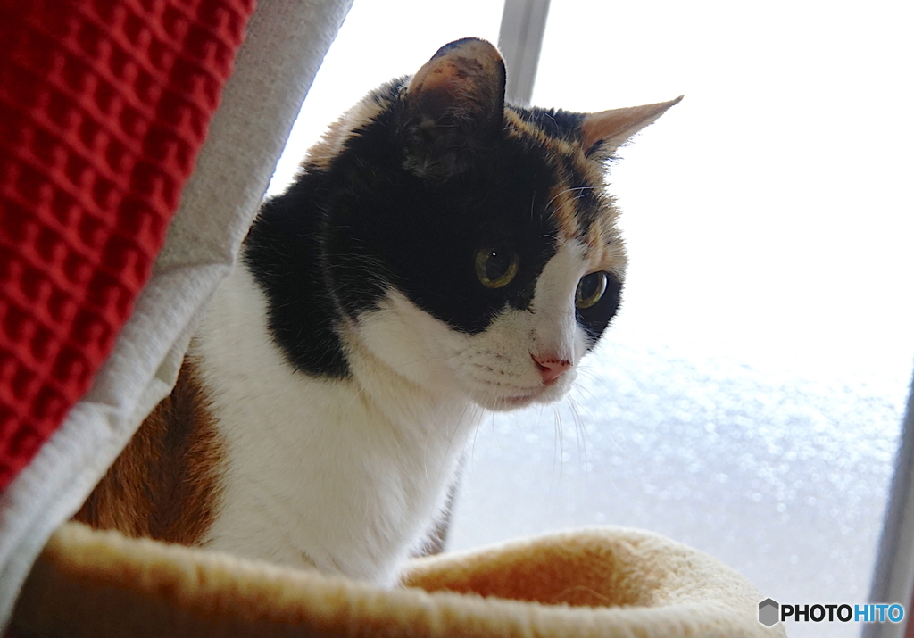 三毛猫さま
