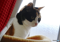 三毛猫さま