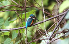 Kingfisher on his favourite branch