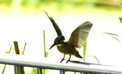 手すりにカワセミ幼鳥ちゃん　　大阪／恩智川