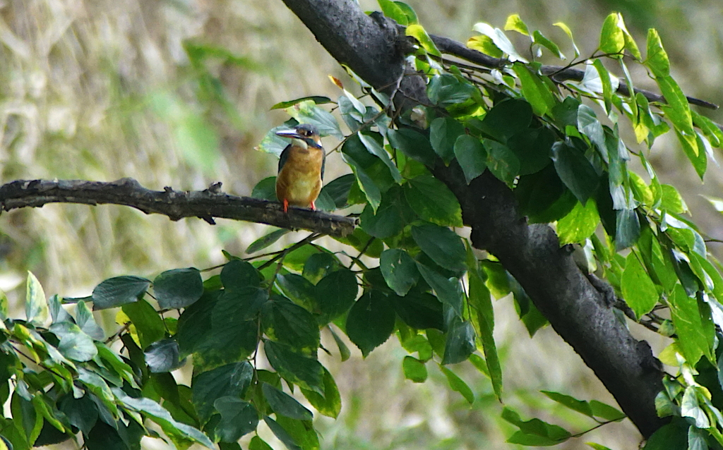 カワセミちゃん（♀）大阪／天王寺