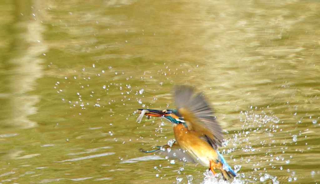 お魚ゲットなカワセミちゃん（♀）大阪