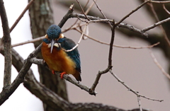 下を伺う　カワセミくん